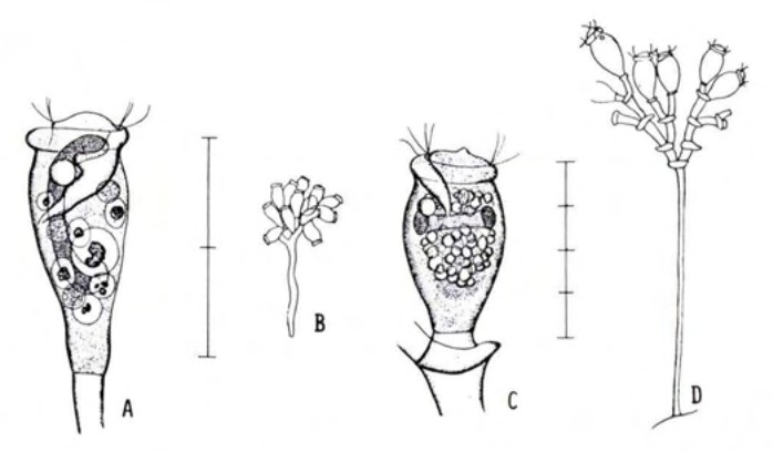 Figure 39